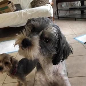 Meet your Posher, David